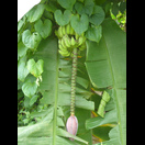 Eine Bananenstaude